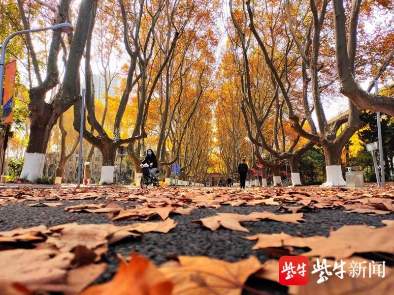 南京梧桐大道实景